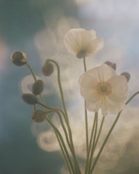 white flowers in a vase with a blurred background