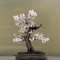 a bonsai tree with white blossoms on it